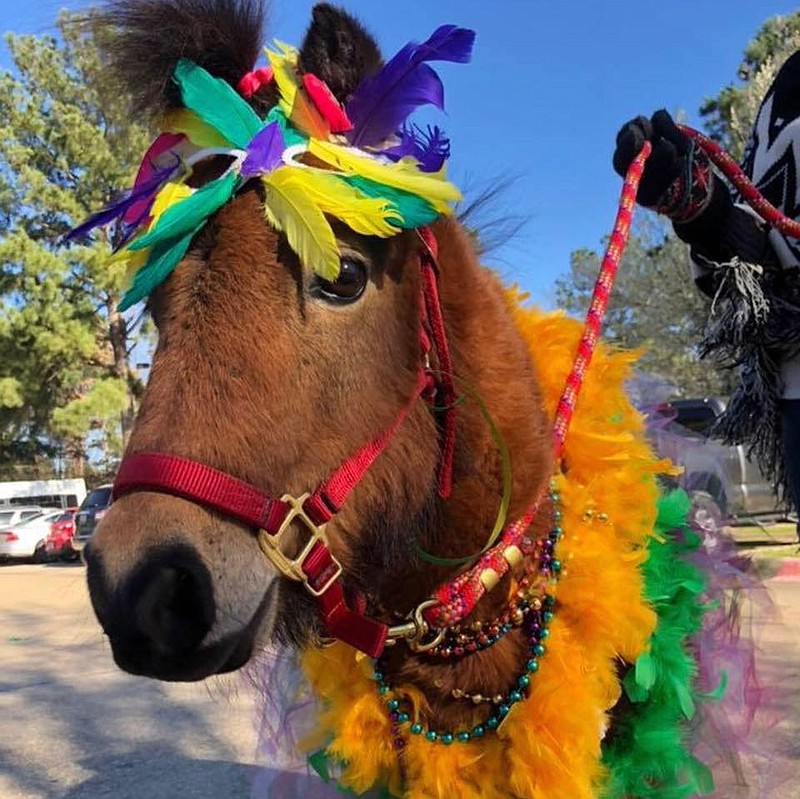 Little Man, a miniature horse that brings light and therapy to residents of area long-term and nursing facilities, went missing in Red Lick Sunday afternoon after a photo shoot. The search continues for the 11-year-old rescue horse owned by Annette Mugno, who got Little Man three years ago for her father following an accident.