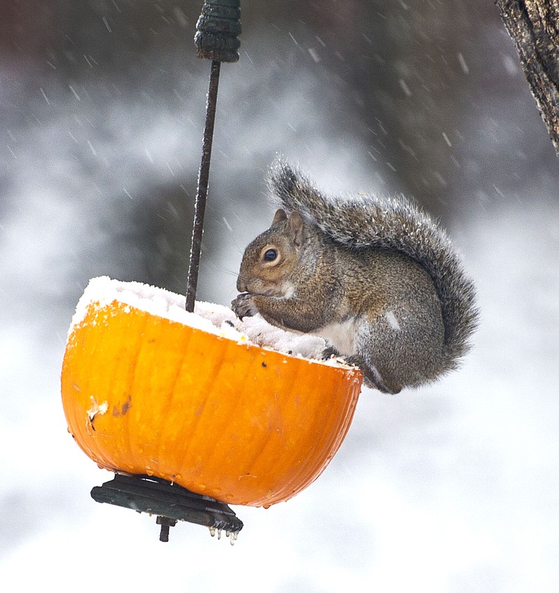 With a steady snow falling, a squirrel eats seeds from a recycled jack-o-lantern in Johnson City, Tenn., on Tuesday morning, Nov. 12, 2019. Following the light snowfall, temperatures began to drop throughout the day with record cold expected overnight. (David Crigger/Bristol Herald Courier via AP)