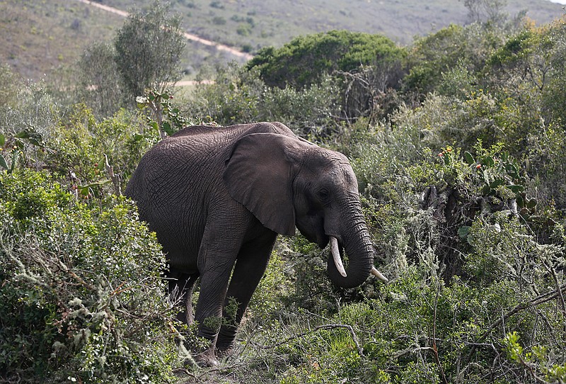 An elephant forages for food at Botlierskop Private Game Reserve, near Mossel Bay, South Africa, Tuesday, Oct. 24, 2019. The makers of a South African gin infused with elephant dung swear their use of the animal's excrement is no gimmick. The creators of Indlovu Gin, Les and Paula Ansley, stumbled across the idea a year ago after learning that elephants eat a variety of fruits and flowers and yet digest less than a third of it. (AP Photo/Denis Farrell)