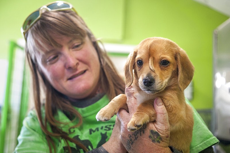 Mac's Mission animal rescue founder Rochelle Steffen holds a 10-week-old golden retriever puppy with a small tail growing between his eyes, dubbed "Narwhal," Wednesday, Nov. 13, 2019, in Jackson, Mo. (Tyler Graef/The Southeast Missourian via AP)