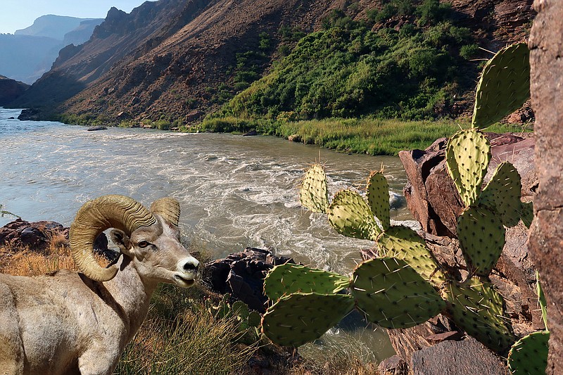 Spotting bighorn sheep by the river was a highlight of the trip. (Doug Hansen/TNS)