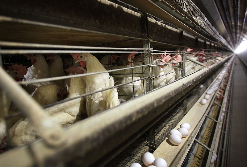 In this Nov. 16, 2009 file photo, chickens stand in their cages at a farm near Stuart, Iowa. China reopened its market to U.S. poultry, ending a five-year ban. China had blocked U.S. poultry imports after an outbreak of avian influenza in December 2014, closing off a market that bought more than $500 million worth of American chicken, turkey and other poultry products in 2013. (AP Photo/Charlie Neibergall, File)