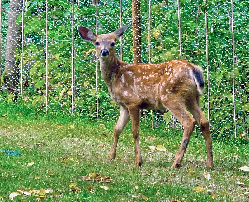 This Blacktail fawn, shown in this Aug. 17, 2013 photo, is looking for another place to forage since a newly erected fence, background, is keeping it out of a Langley, Wash., garden. Take stock of your ever changing gardening needs over the course of the growing season including erecting barriers if necessary to prevent wildlife damage. (Dean Fosdick via AP)