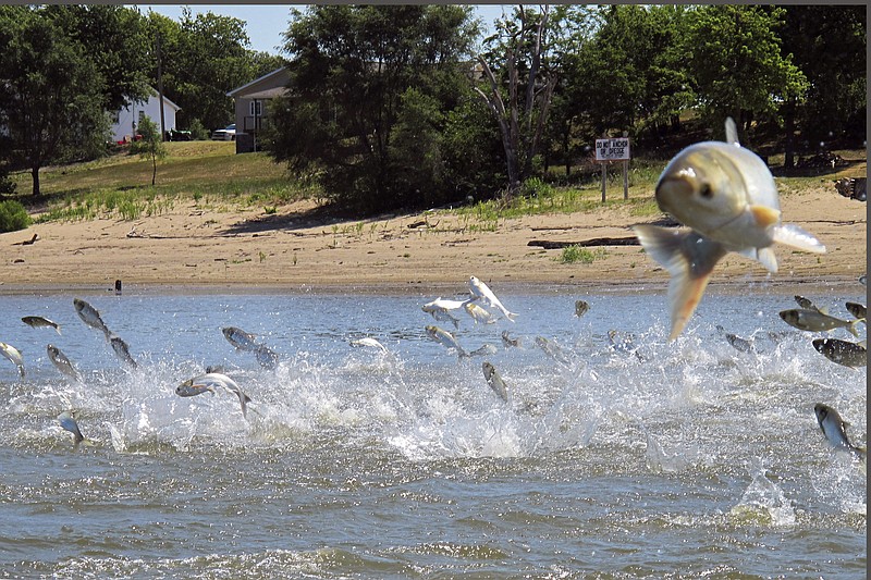 FILE - In this June 13, 2012, file photo, Asian carp, jolted by an electric current from a research boat, jump from the Illinois River near Havana, Ill. Sport fish have declined significantly in portions of the Upper Mississippi River infested with Asian carp, apparently confirming fears about the invaders' threat to native species, according to a newly released study. Analysis of more than 20 years of population data suggests the carp are out-competing fish prized by anglers, such as yellow perch, bluegill, and black and white crappie, the report said. (AP Photo/John Flesher, File)