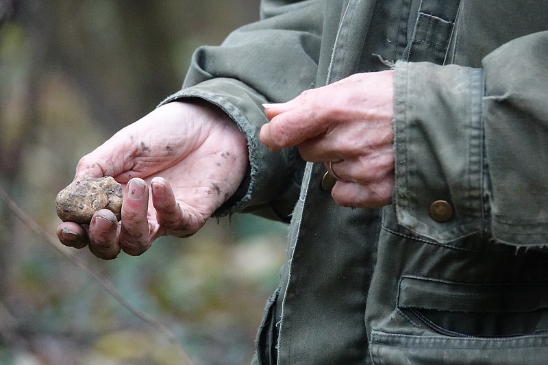 In this photo taken on Sunday, Nov. 10, 2019, a white truffle dug from the earth by Carlo Olivero, who has been hunting for prized white truffles in the hills near Alba in the northern Italian region of Piedmont. (AP Photo/Martino Masotto)