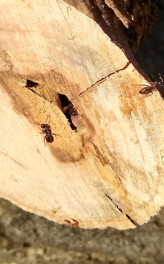 <p>Submitted by Christian Scholz</p><p>These are carpenter ants, which are generally not harmful to trees. They may even help reduce rot by cleaning out the soft/moist decaying wood.</p>