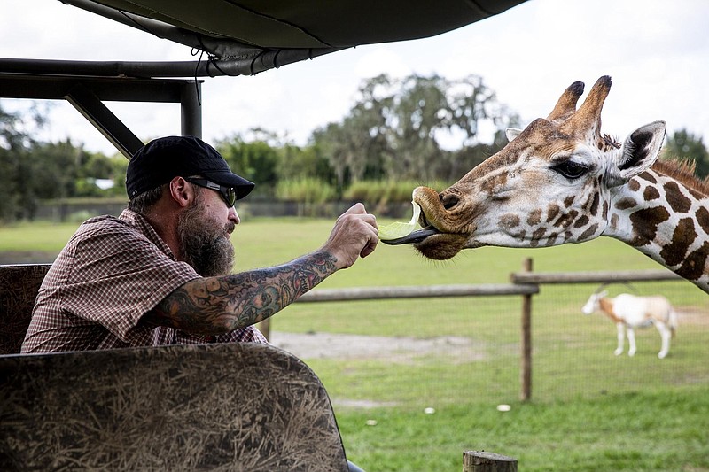 A visitor feeds a giraffe cabbage at Giraffe Ranch in Dade City on Thursday, Nov. 7, 2019. (Patrick Connolly/Orlando Sentinel/TNS)