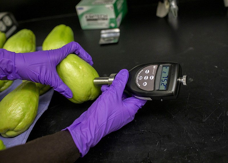 Post harvest Scientist Fang Tham, 23, tests the firmness of a chayote with a durometer at Hazel Technologies in Chicago's Bronzeville neighborhood on Nov. 15, 2019. (Camille Fine/Chicago Tribune/TNS)