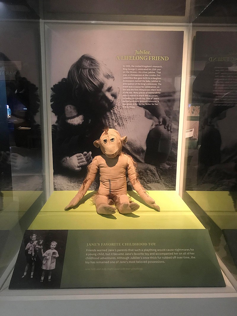 Jane Goodall's childhood stuffed chimp. (Photo for The Washington Post by Stephanie Williams)