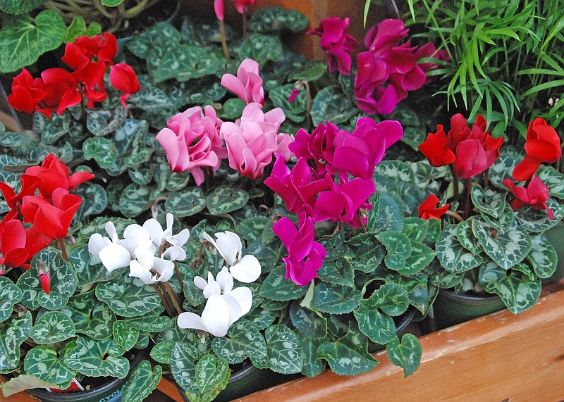 Easy-care cyclamen varieties offer plain or ruffled white, pink, rose or lavender flowers.