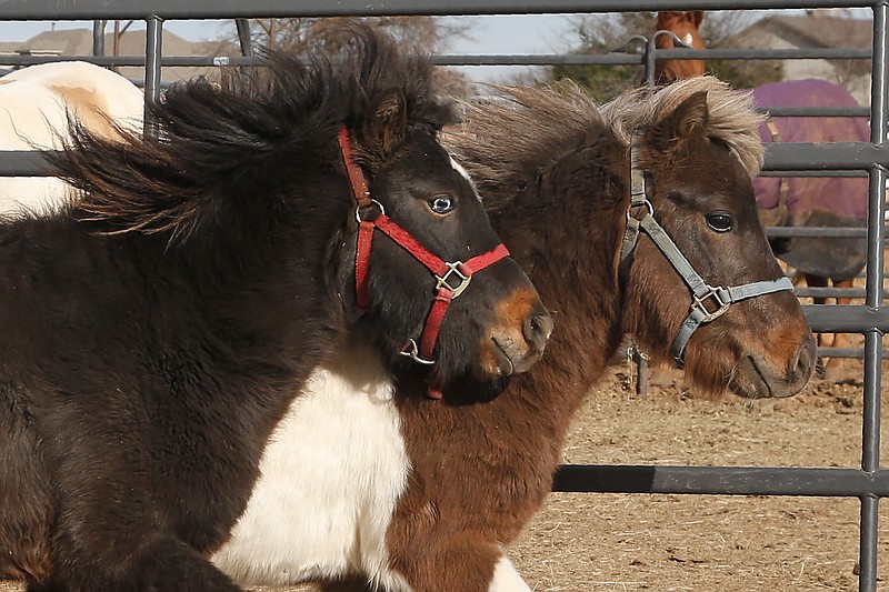 In this Wednesday, Dec. 11, 2019 photo, newly acquired miniature horses run in their paddock at Nexus Equine in Edmond, Okla. In partnership with a pilot program run by the American Society for the Prevention of Cruelty to Animals, Nexus Equine works to rescue horses and re-home them, providing care and training before the horses are adopted out. (AP Photo/Sue Ogrocki)