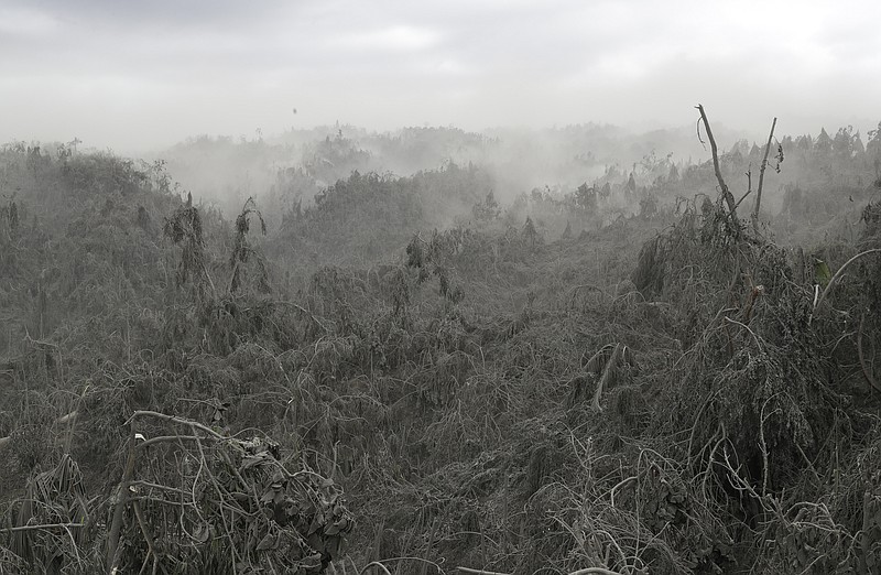 Clouds of volcanic ash rise up from damaged trees in Laurel, Batangas province, southern Philippines on Tuesday, Jan. 14, 2020. Taal volcano is spewing lava half a mile high and trembling with earthquakes constantly as thousands of people flee villages darkened and blanketed by heavy ash. (AP Photo/Aaron Favila)