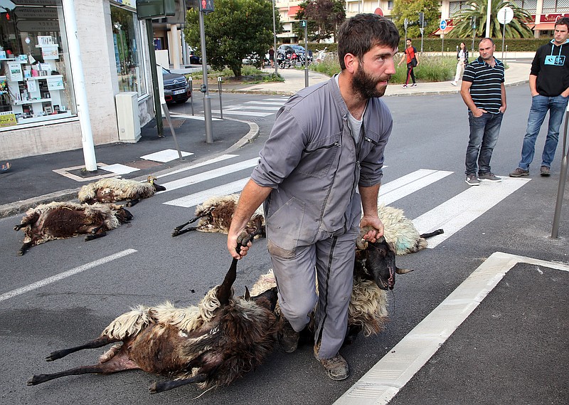 FILE - In this Sept.2, 2019 file photo, shepherd Romain Jaurigueberry brings dead sheep to sub-prefecture of Bayonne, southwestern France, to protests against the rising bear attacks on sheep herds in Pyrenees mountains. Farmers who raise sheep for milk and meat high in the Pyrenees mountains are rejoicing after French President Emmanuel Macron promises them that he'll not authorize the release into the wild of any more bears responsible for increasingly deadly attacks on herders' flocks. (AP Photo Bob Edme, File)