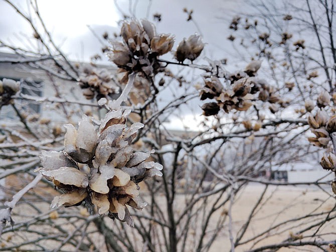 FILE: Freezing rain coats the spiky seed pods of a Rose of Sharon bush. The National Weather Service is predicting up to a quarter inch of freezing rain throughout today, so travel with care.
