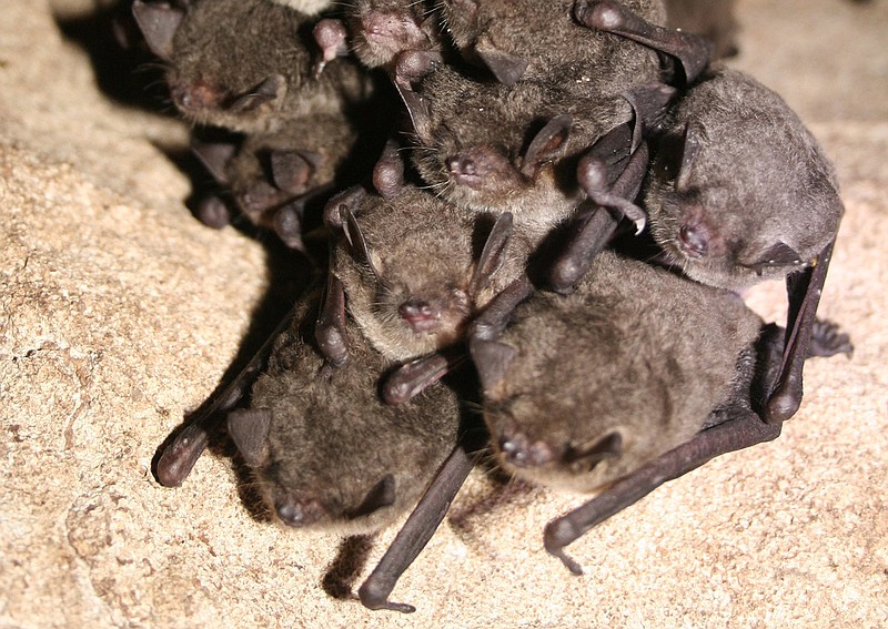 A cluster of hibernating gray bats (Myotis grisescens). (Ann Froschauer/USFWA/via Flickr)