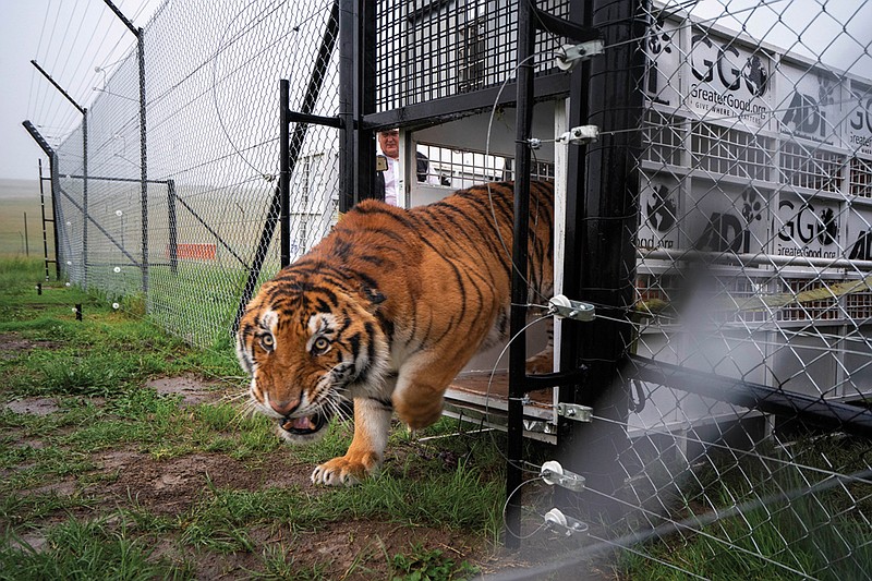 Itza, one of 17 rescued tigers and lions from Guatemala circuses is released at the Animal Defenders International Wildlife Sanctuary in Winburg, South Africa, Tuesday Jan. 21, 2020. (AP Photo/Jerome Delay)