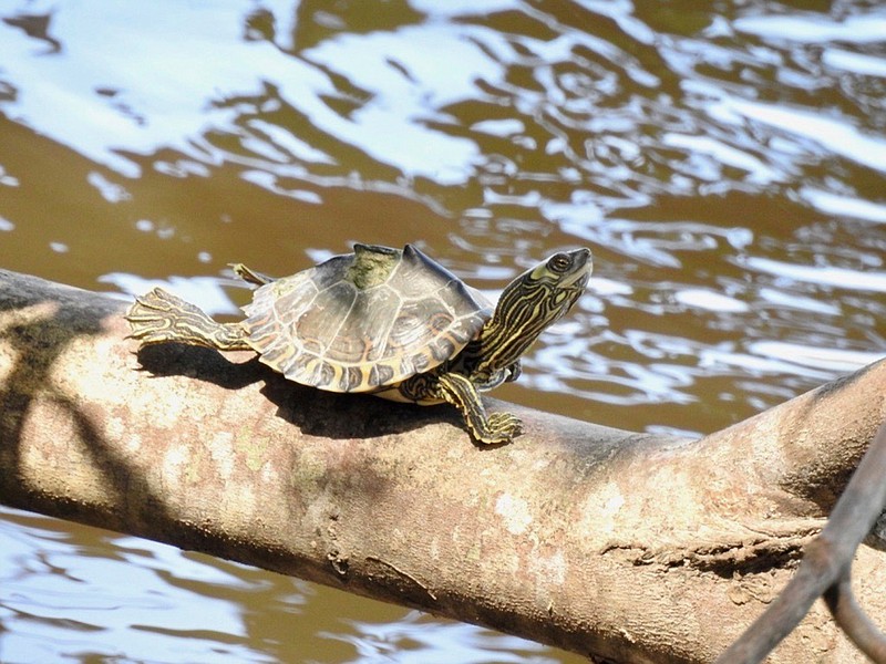 This undated photo provided by the Center for Biological Diversity shows a Pascagoula map turtle. Two environmental groups have sued the Trump administration, saying it has failed to protect map turtles found in Mississippi and Louisiana under the Endangered Species Act.   (Grover Brown/Center for Biological Diversity via AP)
