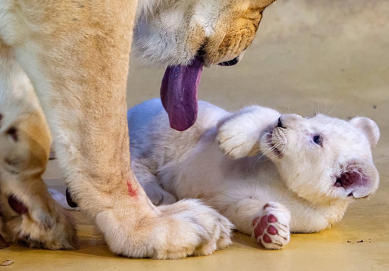 Lion mother Kiara plays with one of her three white lion cubs in their enclosure at the zoo in Magdeburg, Germany, Wednesday, Jan. 15, 2020. Keepers weighed the lion cubs and carried out health checks on the cats, which are rare in the wild. The young lions were born on Nov. 11, 2019. (AP Photo/Jens Meyer)