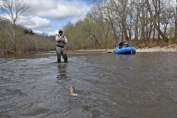 Scott Gerlt of Mid-Missouri Trout Unlimited lands a beautiful rainbow trout from the Niangua River, upstream from Bennett Spring.