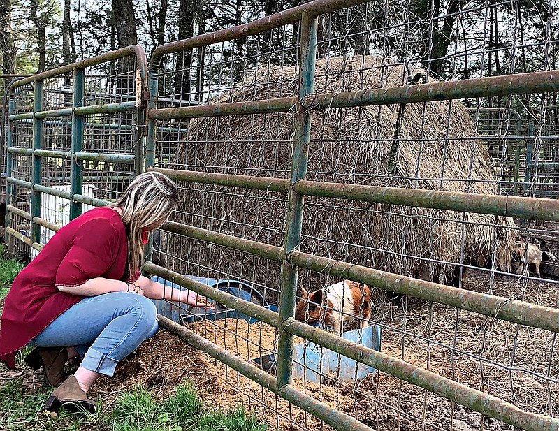 Taylor Griffin shows part of the small enclosure pen with its hay bale that helps keep the younger wild pigs calm at the Circle G Farms and Wild Hog Buying facility in Simms, Texas.