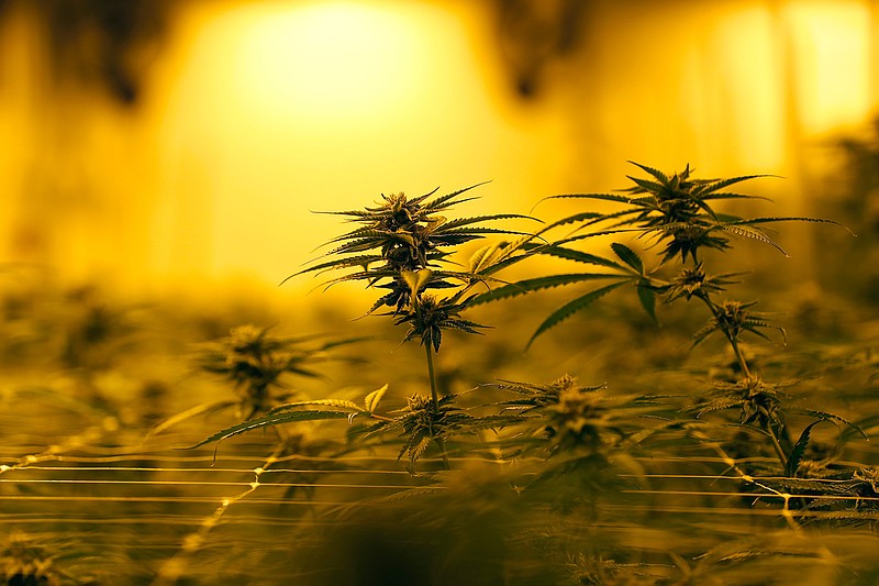 In this Aug. 6, 2019 file photo, Marijuana plants growing under special grow lights, at GB Sciences Louisiana, in Baton Rouge, La. Today was the first day the marijuana, which was grown for medical purposes, was processed and shipped to patients in Louisiana. (AP Photo/Gerald Herbert, File)