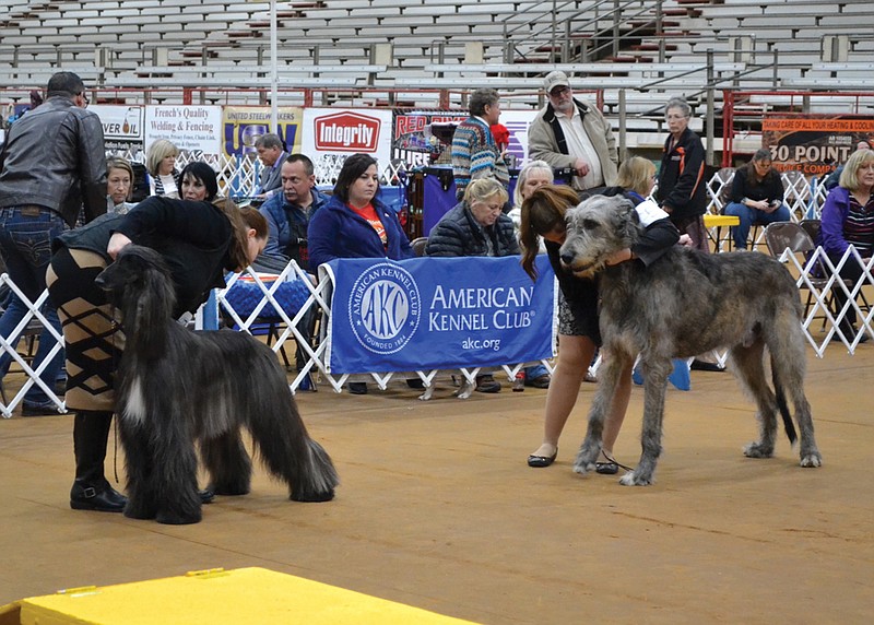 The Hound Group Competition at the 52nd annual All-Breed American Kennel Club Dog Show included the largest dog in the show, Malachai, an Irish Wolfhound. (Photo by Kate Stow)
