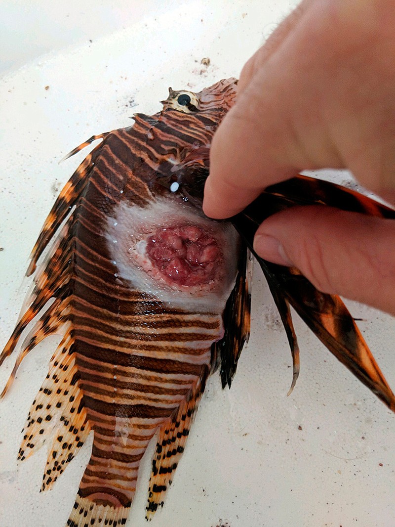 This July 26, 2018, photo, provided by Alex Fogg shows a lionfish caught in Destin, Fla., with an open sore. A disease caused open sores on lionfish in the Gulf of Mexico and Caribbean  in 2017 and 2018 and appears to have contributed to an abrupt drop in their numbers, according to a study published online Tuesday, Feb. 4, 2020, by Scientific Reports. But scientists are quick to note that this is probably far from the end of the showy invasive fish. (Alex Fogg via AP)