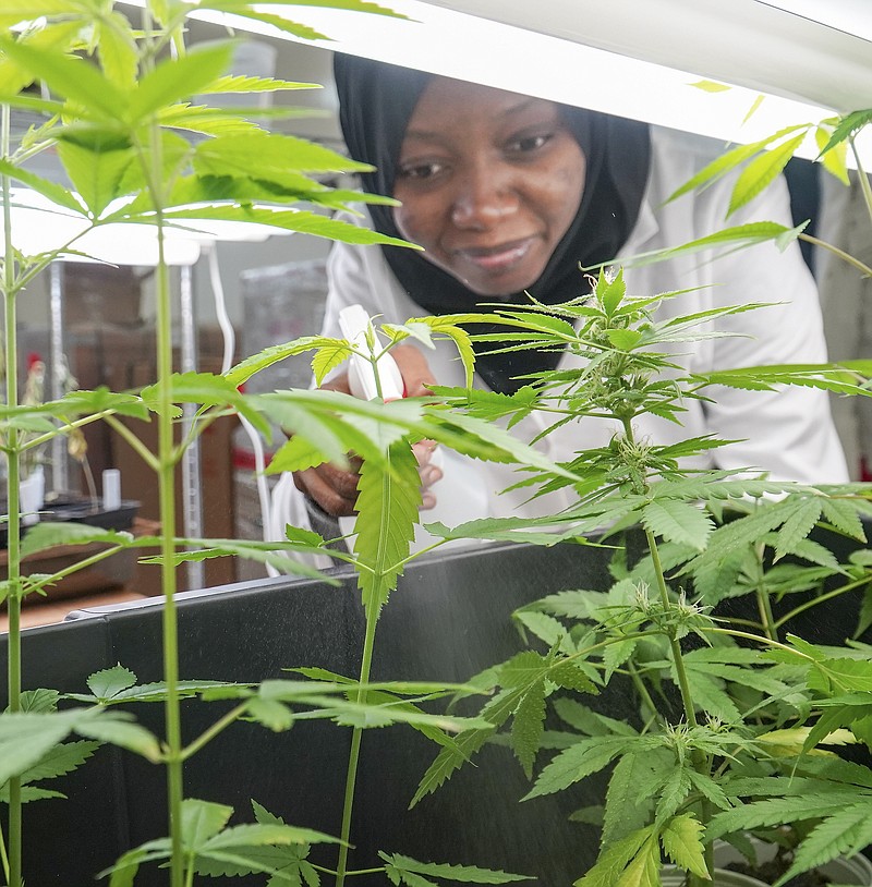 Julie Smith/News Tribune
Lincoln University graduate student Samira Mahdi sprays a light mist of water on the industrial hemp plants being grown in a lab at Lincoln University. 