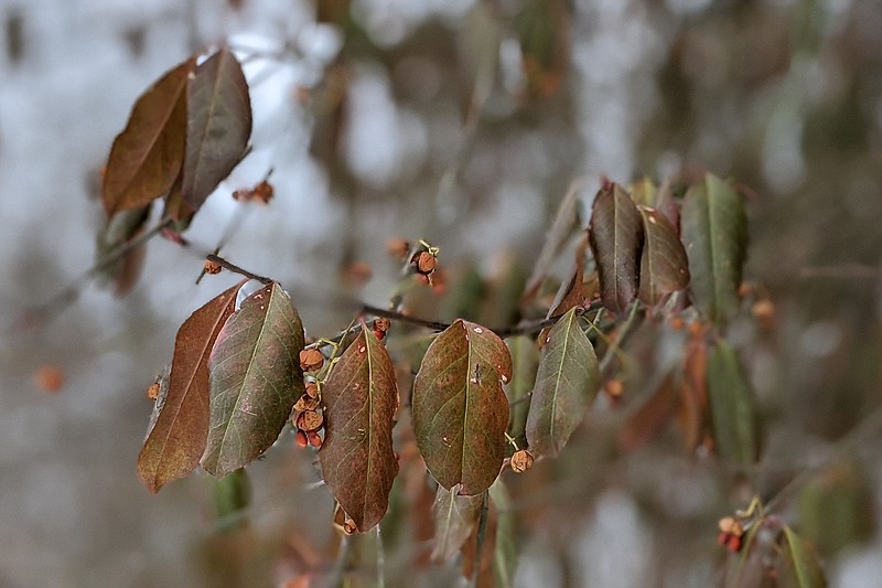 Invasive Asian bittersweet (Celastrus orbiculatus) dangles over the Stinson Creek Trail in Fulton. The creek also hosts invasive plants such as wintercreeper, bush honeysuckle and Star of Bethlehem. You can learn to spot invasive plants at an upcoming Graham Cave State Park class.