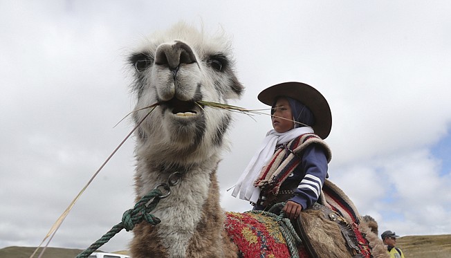 Wooly llamas, an animal emblematic of the Andean mountains in South America, become the star for a day each year when Ecuadoreans dress up their prized animals for children to ride them in 500-meter races. 

