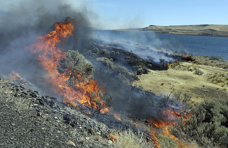FILE - In this Aug. 5, 2015, file photo, a wildfire consumes sagebrush as firefighters let it march down to the Columbia River on the edge of Roosevelt, Wash. The Bureau of Land Management has announced plans to fund 11,000 miles (17,703 kilometers) of strategic fuel breaks in Idaho, Oregon, Washington, California, Nevada and Utah in an effort to help control wildfires. The fuel breaks are intended to prop up fire mitigation efforts and help protect firefighters, communities and natural resources, The Oregonian reported Saturday, Feb. 15, 2020. (AP Photo/Don Ryan, File)