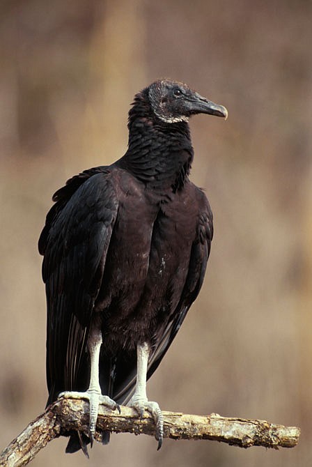 A 2018 Fish and Wildlife student estimated there are 4.26 million black vultures in the United States. Cattle producers in southern Missouri cite frustrations with the buzzards attacking and killing calves.