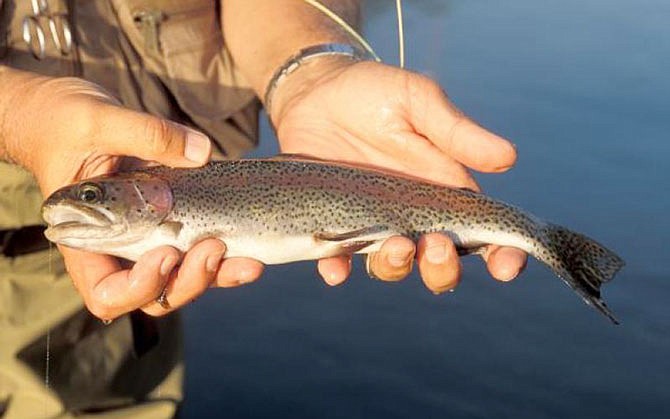 March 1 marks the annual opening of catch-and-keep trout fishing in Missouri at the state's four trout parks: Bennett Spring State Park, Montauk State Park, Roaring River and Maramec Spring Park.