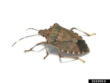 <p>Photo by Kristie Graham, USDA ARS, Bugwood.org</p><p>This is the brown marmorated stink bug, an invasive insect first found in Missouri in 2013. They are increasingly common and cause damage on a wide range of plants. </p>