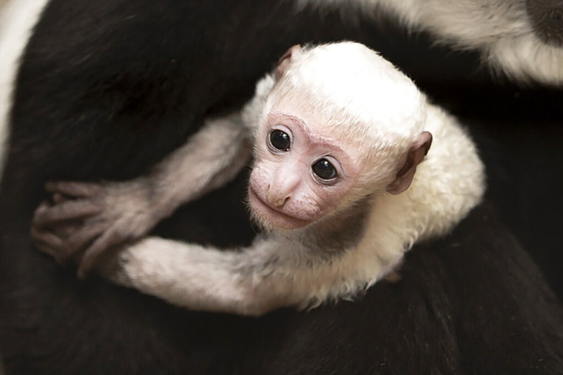 In this undated photo provided by the St. Louis Zoo on Thursday, Feb. 20, 2020, Binti, a black and white colobus monkey holds her newborn brother Teak, born Feb. 3 at the zoo. A baby colobus monkey is born with all-white hair and a pink face reaching adult coloration, with black hair and white hair around the face and part of their tails, around 6 months of age. (Ethan Riepl/St. Louis Zoo via AP)