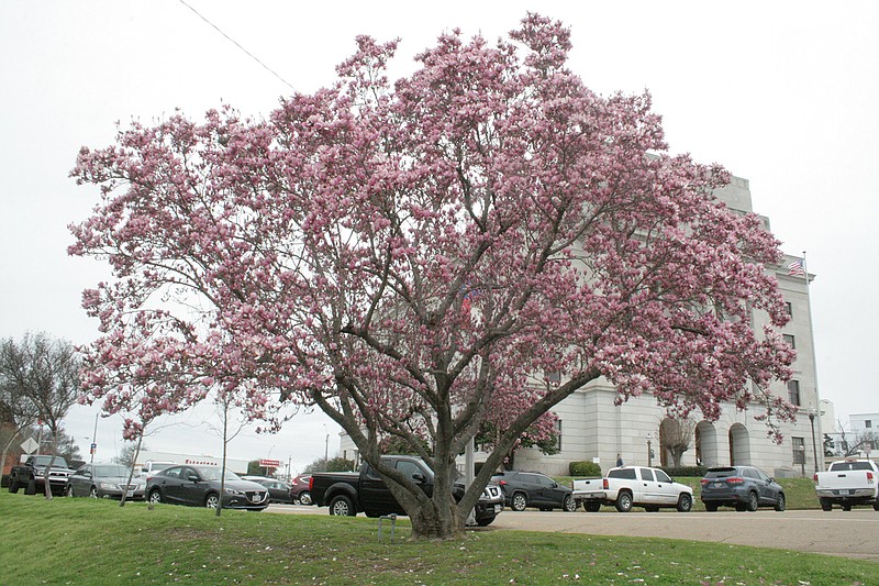 The tulip tree near the front of the U.S. Federal Building in downtown Texarkana is an early bloomer and a harbinger of the spring to come.