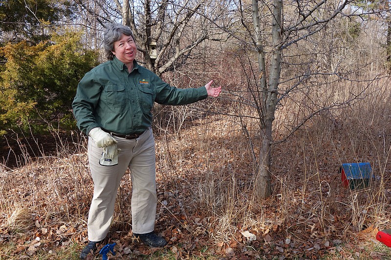 Roxie Campbell, park naturalst at Rock Bridge State Park, points out the sharp thorns growing on a Callery pear. These invasive trees result from the hybridizing of Bradford pear trees with wild pears.