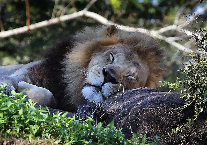 A lion sleeps under an orange tree on the savanah on the Kilamanjaro Safari, at Disney's Animal Kingdom, on Tuesday, Oct. 30, 2018. Animal Kingdom will be home to Disney's celebrations for Earth Day 2020. (Joe Burbank/Orlando Sentinel/TNS)