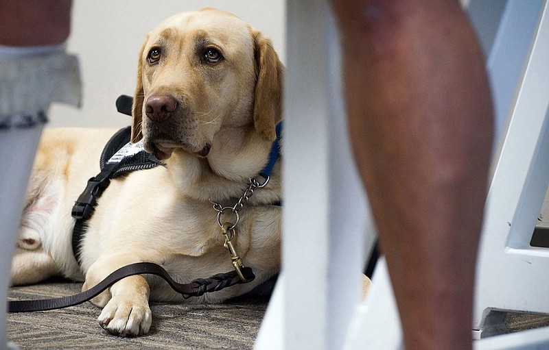 The federal Department of Transportation is proposing new rules for emotional support animals, and those regulations may be coming to an aircraft near you. (Shelly Yang/Kansas City Star/TNS)
