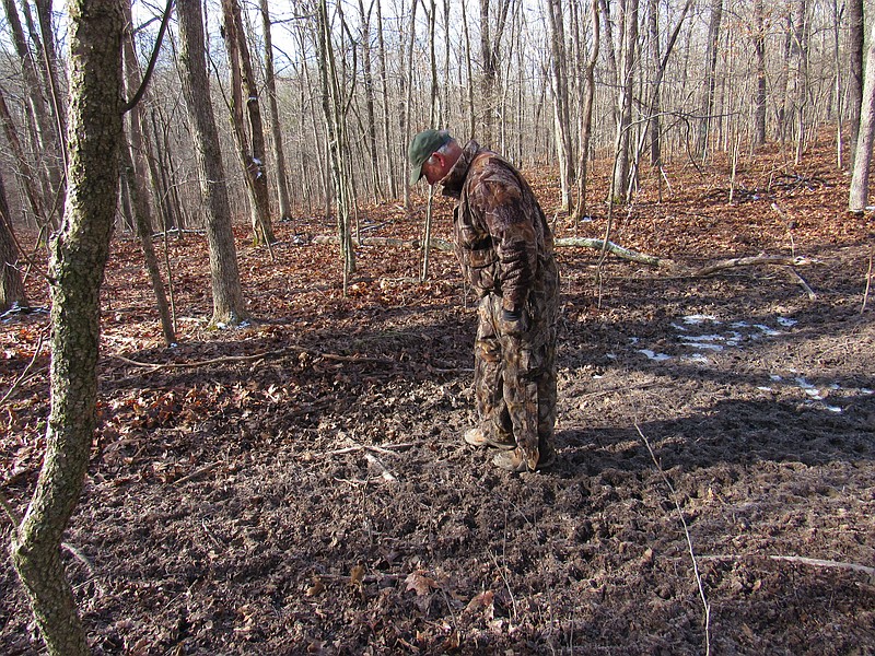 <p>Courtesy of Missouri Department of Conservation</p><p>ABOVE: Tim Whitehead, a Missouri Department of Conservation wildlife technician, working as a feral hog scouter during a winter operation, examines damage from feral hogs on a forest floor.</p>