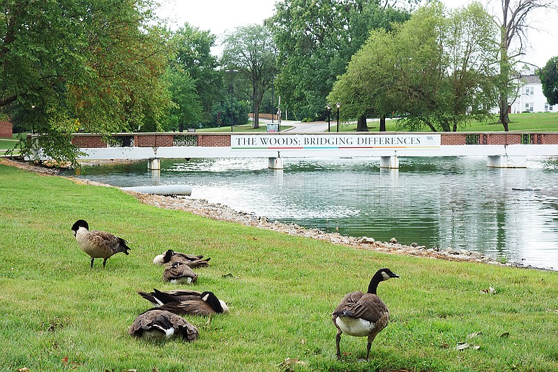 Canadian geese are seen on William Woods University's campus.