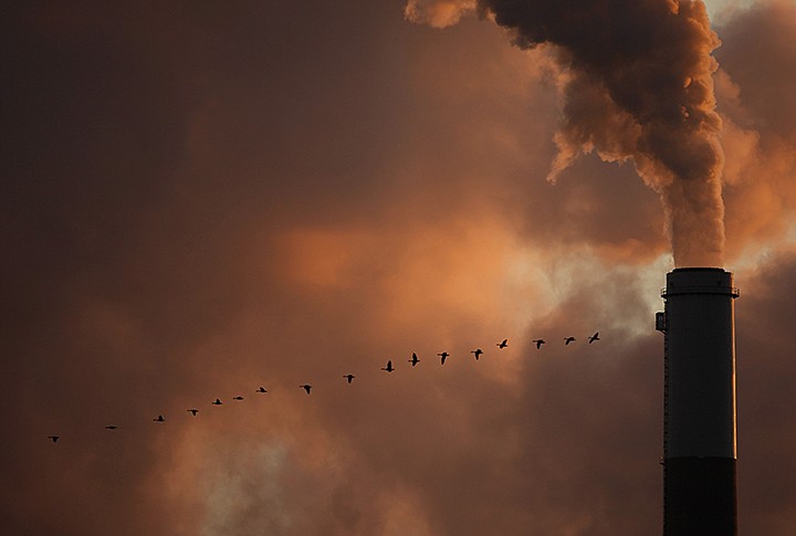 In this Jan. 10, 2009, file photo, a flock of geese fly past a smokestack at a coal power plant near Emmitt, Kan. The Trump administration is moving to scale back criminal enforcement of a century-old law protecting most American wild bird species. The former director of the U.S. Fish and Wildlife Service told AP billions of birds could die if the government doesn't hold companies liable for accidental bird deaths. (AP Photo/Charlie Riedel, File)