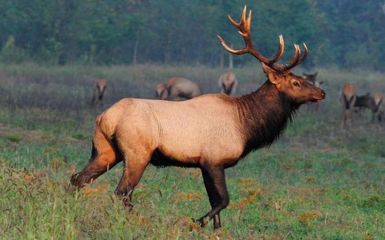 The Missouri Department of Conservation offered Missouri’s first elk hunt in modern history in fall 2020. (Courtesy of Missouri Department of Conservation)