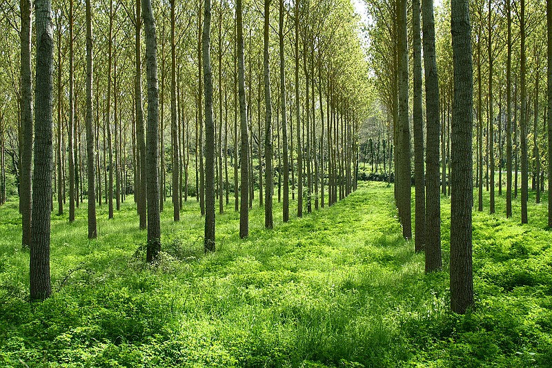 But just by living and continuing to grow, stands of poplars like these can take up about 50 gallons of toxic water a day and break it down into innocuous byproducts such as carbon dioxide and chloride. (AdobePhotostock)