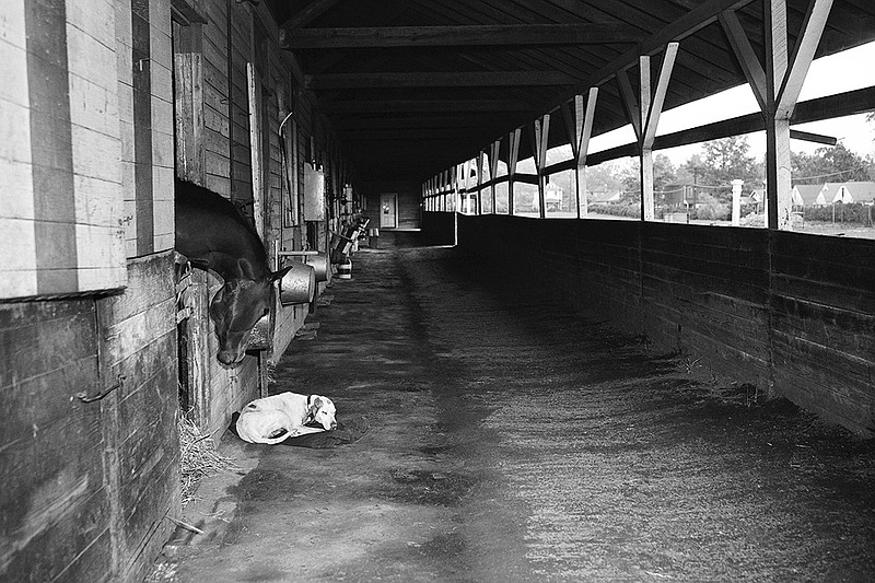 n this Saturday, May 5, 1945, file photo, the day the Kentucky Derby was supposed to take place, racehorse Fighting Don, owned by Miss Gertrude Donovan, looks out of his stall at a sleeping dog at Churchill Downs in Louisville, Ky. The move of the Triple Crown's first leg to Labor Day weekend due to the coronavirus pandemic will mark the first time the Derby won't run on the first Saturday in May since 1945. (AP Photo/Fle)