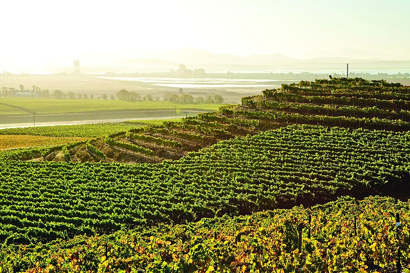 The gently sloping hills at Bouchaine Vineyards overlook the San Francisco Bay; it is one of many wineries offering online experiences. (Bouchaine Vineyards/Brandon McGanty)