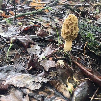 Morel mushrooms can be tough to find, but hunting them is fun and enjoyable, and worth every minute if you find a batch.