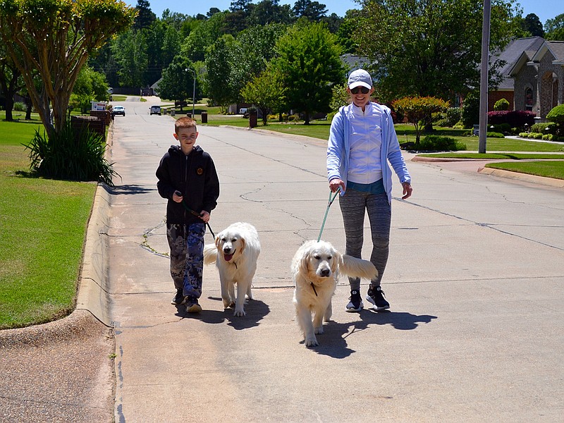 Hollis and Walker Boyette keep a tight grip on the leashes as they walk their golden retrievers, Jovie GoodGirl and Huckleberry Finn, on their street close to Bringle Lake.