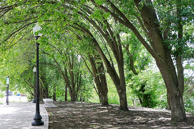 Trees along Capitol Avenue bow their branches Wednesday to accommodate the sidewalk in Jefferson City. Trees were recently inventoried around Jefferson City. 