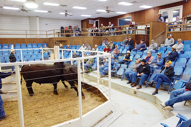 Cattle hustle back and forth in front of bidders during Monday's auction at the Callaway Livestock Center. Local beef producer David Means said his animals are selling at 30 percent less now than they were before the pandemic.